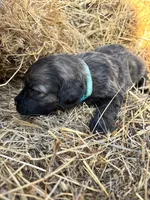 Teal, a female Pyredoodle for sale in Wellington, CO – Photo 5 of 5