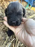 Teal, a female Pyredoodle for sale in Wellington, CO – Photo 1 of 5