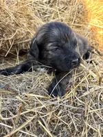 Teal, a female Pyredoodle for sale in Wellington, CO – Photo 4 of 5