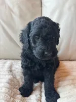 Green, a male Goldendoodle for sale in Wellington, CO – 7 of 10
