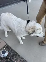 Obee, a male Great Pyrenees for sale in Wellington, CO – Photo 3 of 6