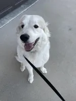 Obee, a male Great Pyrenees for sale in Wellington, CO – Photo 2 of 6