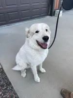 Obee, a male Great Pyrenees for sale in Wellington, CO – Photo 1 of 6