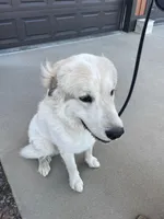 Obee, a male Great Pyrenees for sale in Wellington, CO – Photo 4 of 6