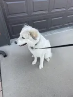 Obee, a male Great Pyrenees for sale in Wellington, CO – Photo 5 of 6