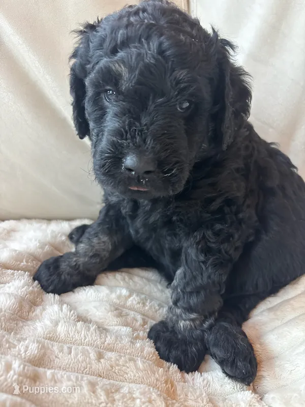 Orange – Goldendoodle puppy for sale in Wellington, CO