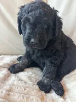 Orange, a male Goldendoodle for sale in Wellington, CO – 1 of 6