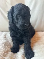 Green, a male Goldendoodle for sale in Wellington, CO – 8 of 10
