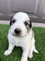 Red, a male Great Pyrenees for sale in Wellington, CO – Photo 2 of 5