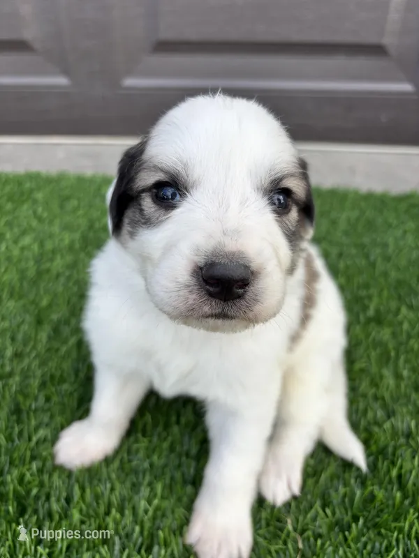 Red – Great Pyrenees puppy for sale in Wellington, CO