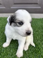 Red, a male Great Pyrenees for sale in Wellington, CO – Photo 5 of 5