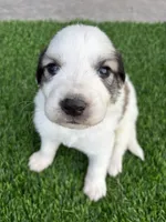 Red, a male Great Pyrenees for sale in Wellington, CO – Photo 4 of 5