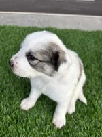 Red, a male Great Pyrenees for sale in Wellington, CO – Photo 3 of 5