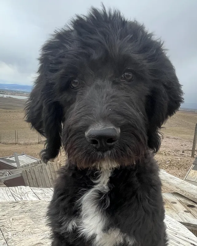 Pink – Pyredoodle puppy for sale in Wellington, CO