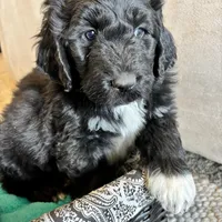 Pink, a female Pyredoodle for sale in Wellington, CO – Photo 2 of 9