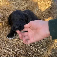 Pink, a female Pyredoodle for sale in Wellington, CO – Photo 9 of 9