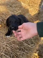 Pink, a female Pyredoodle for sale in Wellington, CO – Photo 2 of 3
