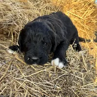Pink, a female Pyredoodle for sale in Wellington, CO – Photo 7 of 9