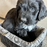 Pink, a female Pyredoodle for sale in Wellington, CO – Photo 6 of 9