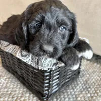 Pink, a female Pyredoodle for sale in Wellington, CO – Photo 3 of 9
