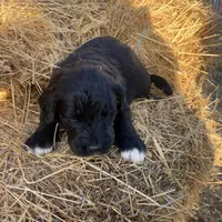 Pink, a female Pyredoodle for sale in Wellington, CO – Photo 8 of 9