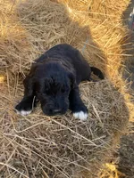 Pink, a female Pyredoodle for sale in Wellington, CO – Photo 3 of 3