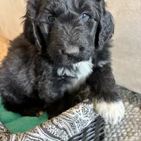 Pink, a female Pyredoodle for sale in Wellington, CO – Photo 1 of 9