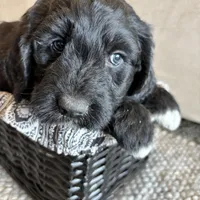 Pink, a female Pyredoodle for sale in Wellington, CO – Photo 5 of 9