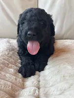 Green, a male Goldendoodle for sale in Wellington, CO – 10 of 10