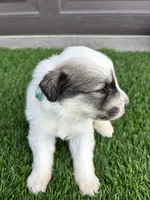 Green, a female Great Pyrenees for sale in Wellington, CO – Photo 4 of 4