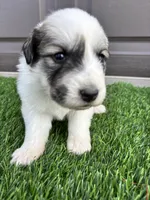 Green, a female Great Pyrenees for sale in Wellington, CO – Photo 2 of 4