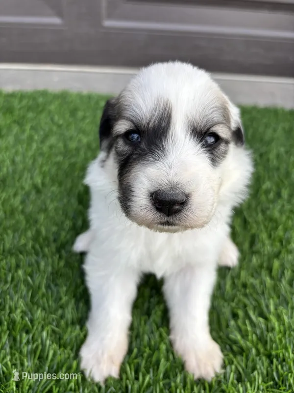 Green – Great Pyrenees puppy for sale in Wellington, CO