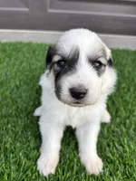 Green, a female Great Pyrenees for sale in Wellington, CO – Photo 1 of 4