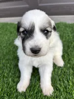 Green, a female Great Pyrenees for sale in Wellington, CO – Photo 3 of 4