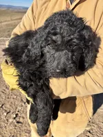 Grey, a male Goldendoodle for sale in Wellington, CO – Photo 2 of 5