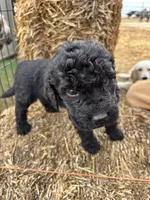 Grey, a male Goldendoodle for sale in Wellington, CO – Photo 5 of 5
