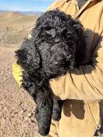 Grey, a male Goldendoodle for sale in Wellington, CO – Photo 1 of 5