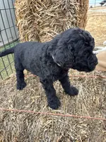 Grey, a male Goldendoodle for sale in Wellington, CO – Photo 4 of 5