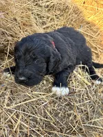 Red, a male Pyredoodle for sale in Wellington, CO – Photo 1 of 4