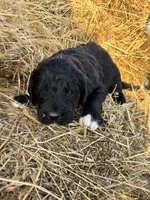 Red, a male Pyredoodle for sale in Wellington, CO – Photo 2 of 4