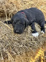 Red, a male Pyredoodle for sale in Wellington, CO – Photo 3 of 4