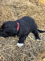 Red, a male Pyredoodle for sale in Wellington, CO – Photo 4 of 4