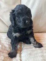 Purple, a female Goldendoodle for sale in Wellington, CO – 5 of 6