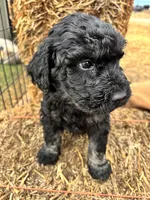 Blue, a male Goldendoodle for sale in Wellington, CO – Photo 7 of 9