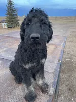 Blue, a male Goldendoodle for sale in Wellington, CO – Photo 1 of 9