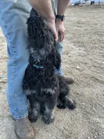 Blue, a male Goldendoodle for sale in Wellington, CO – Photo 3 of 9