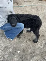 Blue, a male Goldendoodle for sale in Wellington, CO – Photo 2 of 9