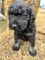Blue, a male Goldendoodle for sale in Wellington, CO – Photo 9 of 9