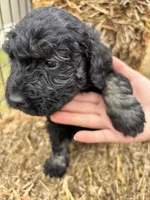 Blue, a male Goldendoodle for sale in Wellington, CO – Photo 8 of 9