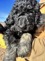 Blue, a male Goldendoodle for sale in Wellington, CO – Photo 5 of 9